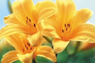 Canh hoa bổ thận, đẹp da